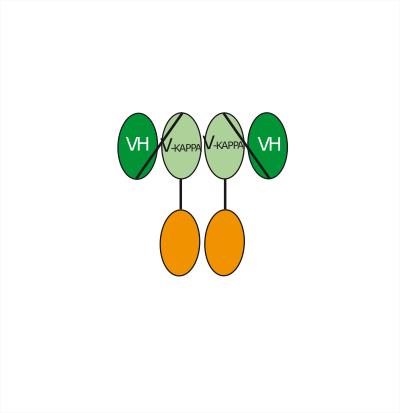 Experimental Validation Results for Bifikafusp alfa